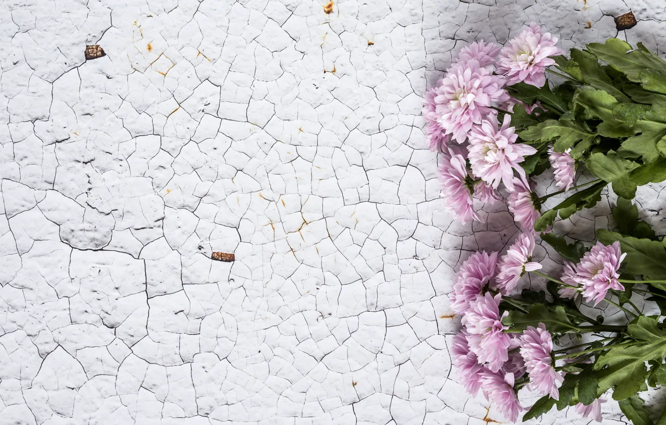 Photo wallpaper flowers, background, pink, chrysanthemum, wood, pink, flowers, violet