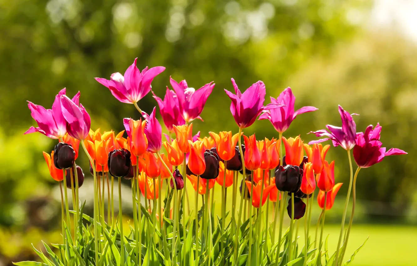 Photo wallpaper flowers, bright, tulips, flowerbed