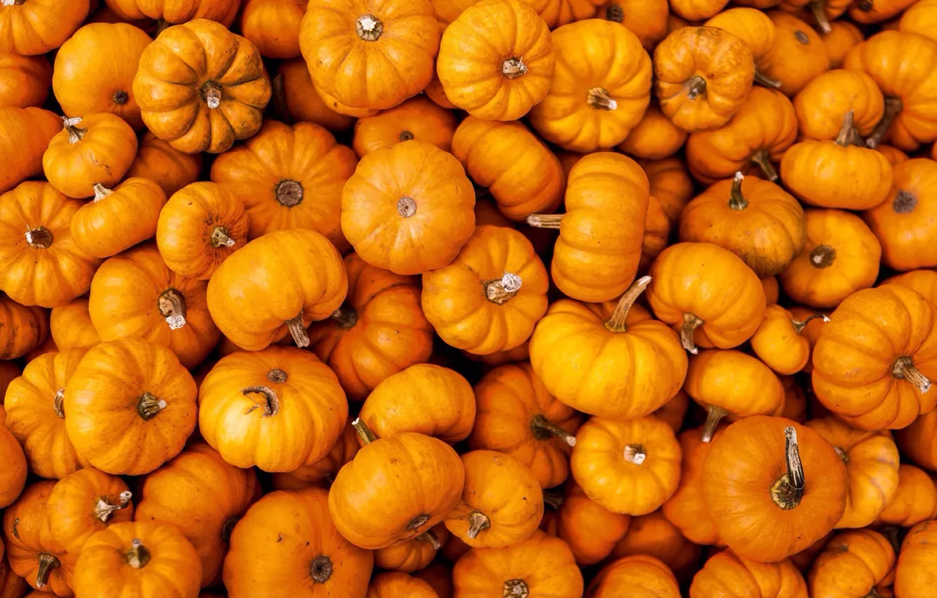 Photo wallpaper orange, pumpkin, a lot