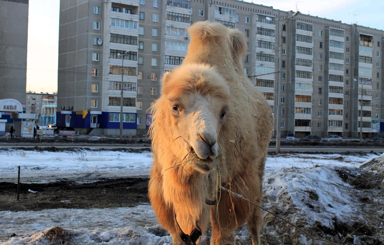 Photo wallpaper winter, snow, the city, home, camel, double-humped