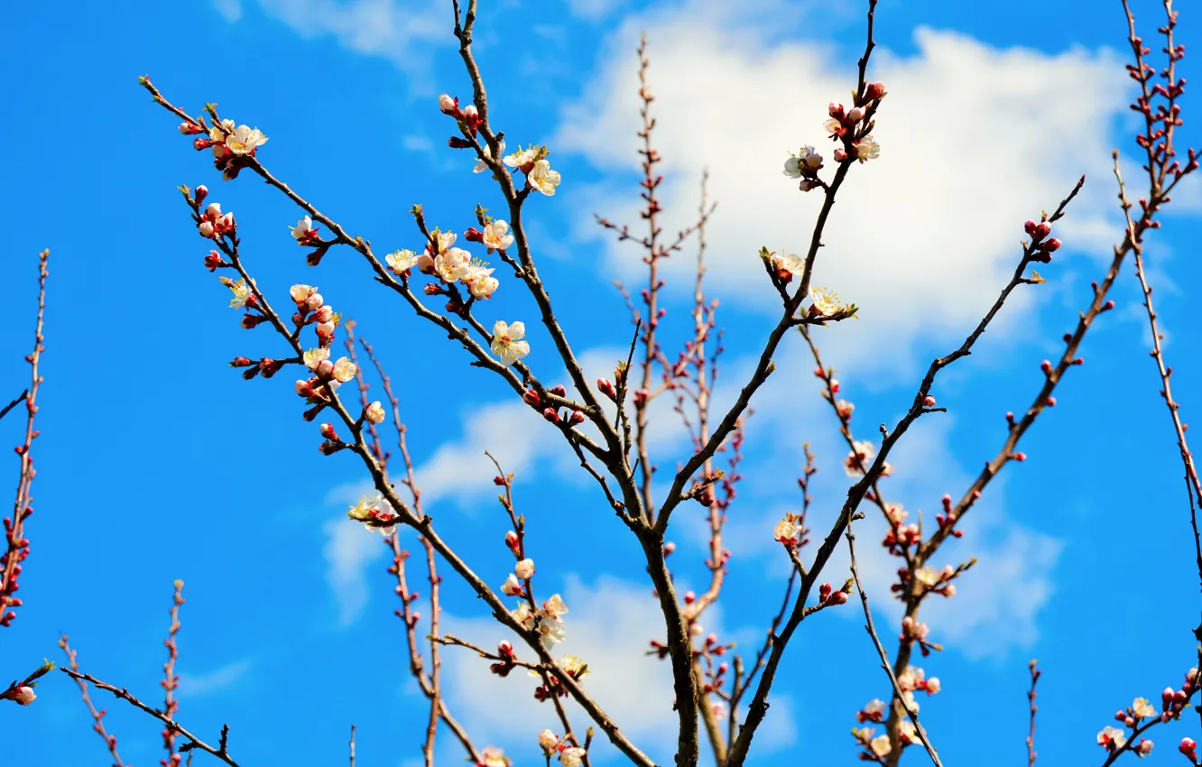 Photo wallpaper branches, tree, spring, apricot, flowering
