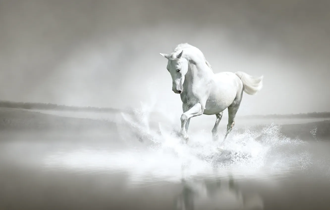Photo wallpaper water, squirt, river, shore, horse, running