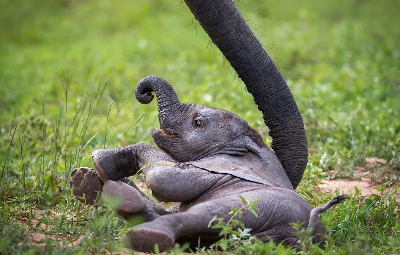 Photo wallpaper elephant, Baby Elephant, elephant, Zambia, African Wildlife