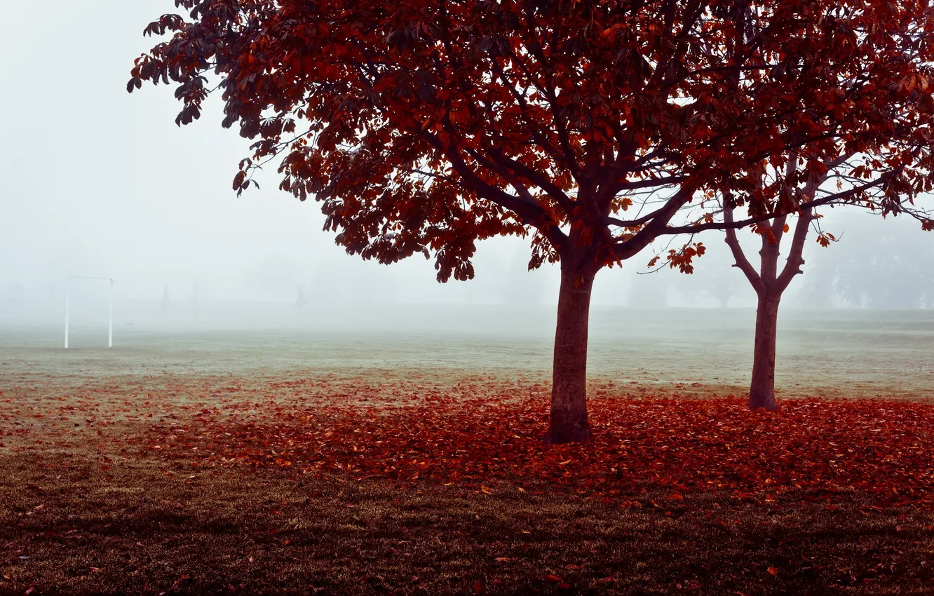 Photo wallpaper field, autumn, fog, gate