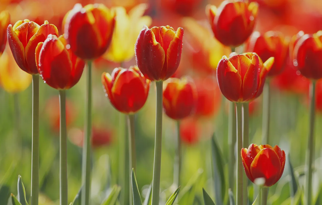 Photo wallpaper macro, tulips, buds