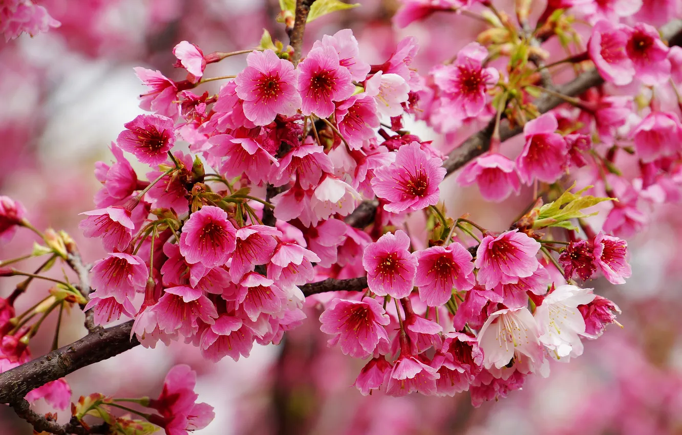 Photo wallpaper macro, cherry, branch, spring, flowering