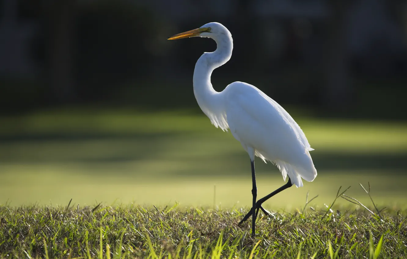 Photo wallpaper bird, Heron, bokeh