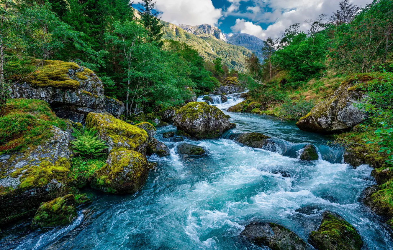 Photo wallpaper green, forest, stones, creek, moss