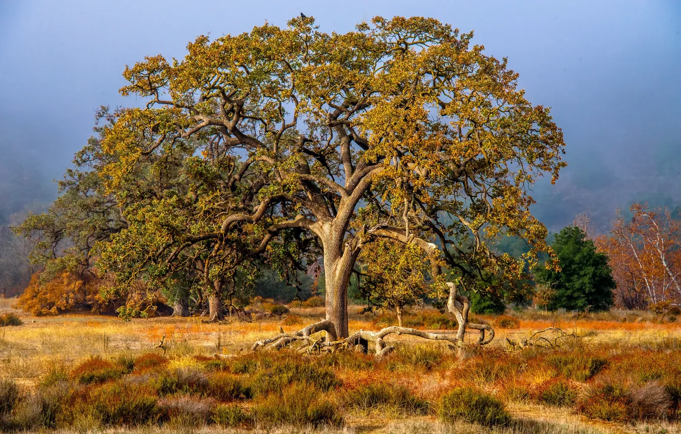 Photo wallpaper forest, grass, trees, branches, roots, fog, trunk, crown