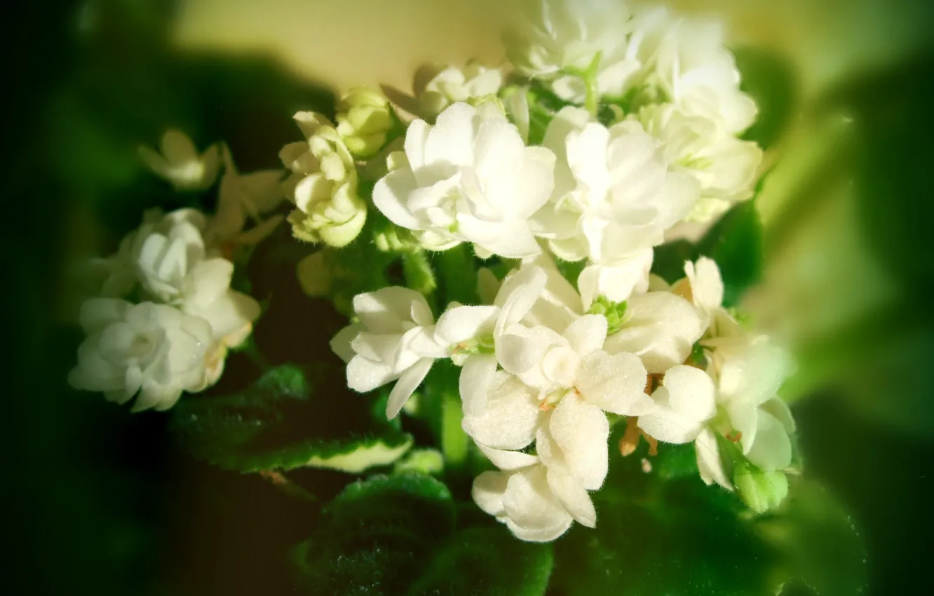 Photo wallpaper white, flowers, petals, flowers, violet
