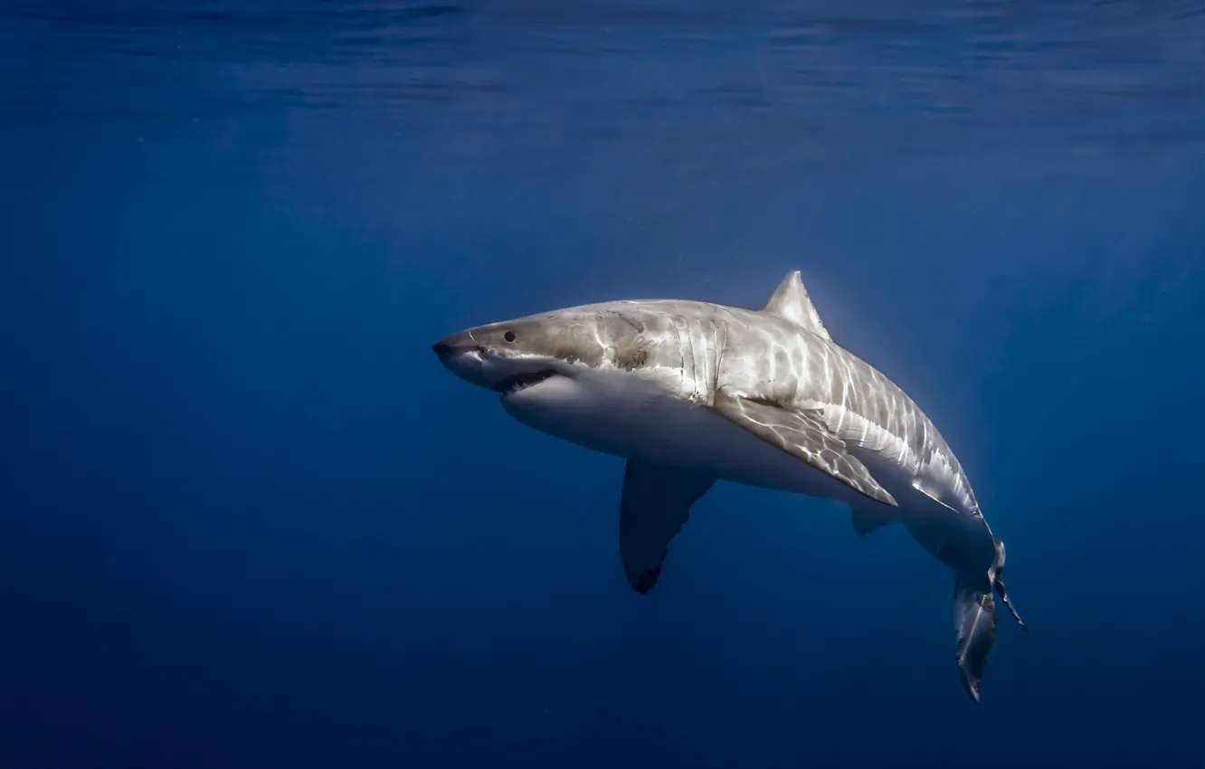 Photo wallpaper Mexico, Isla de Guadalupe, Carcharodon carcharias, Great White Shark