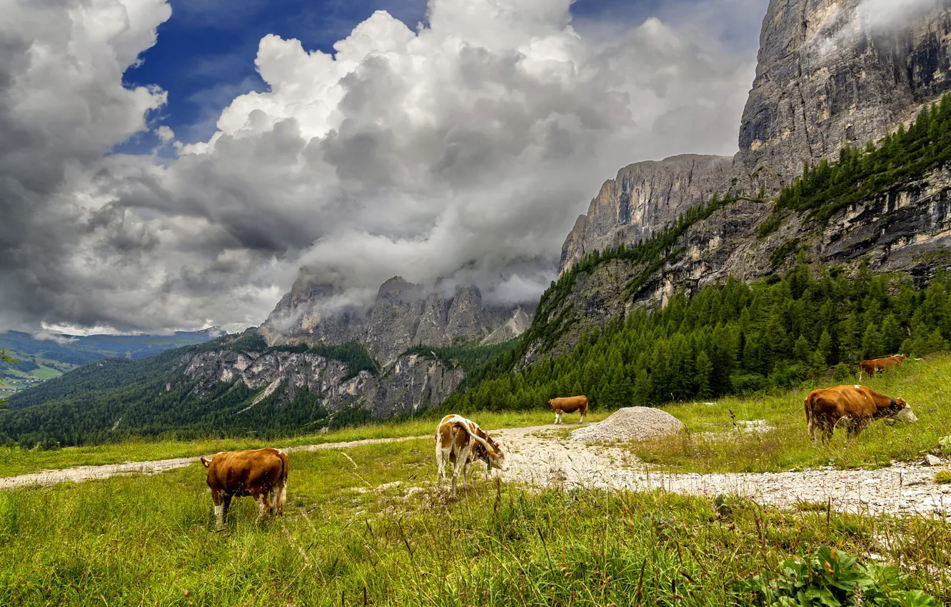 Photo wallpaper forest, mountains, cows