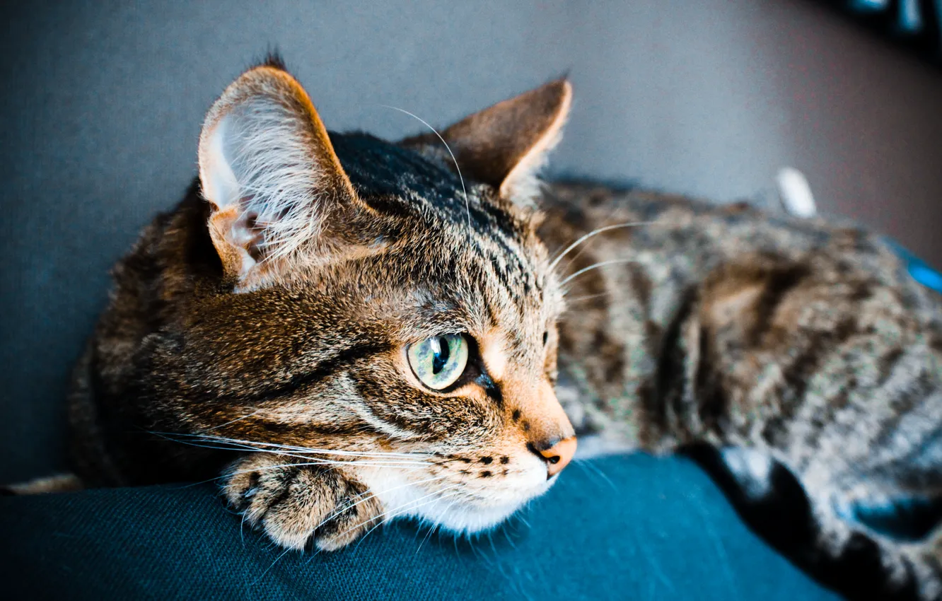 Photo wallpaper cat, cat, cat, animal