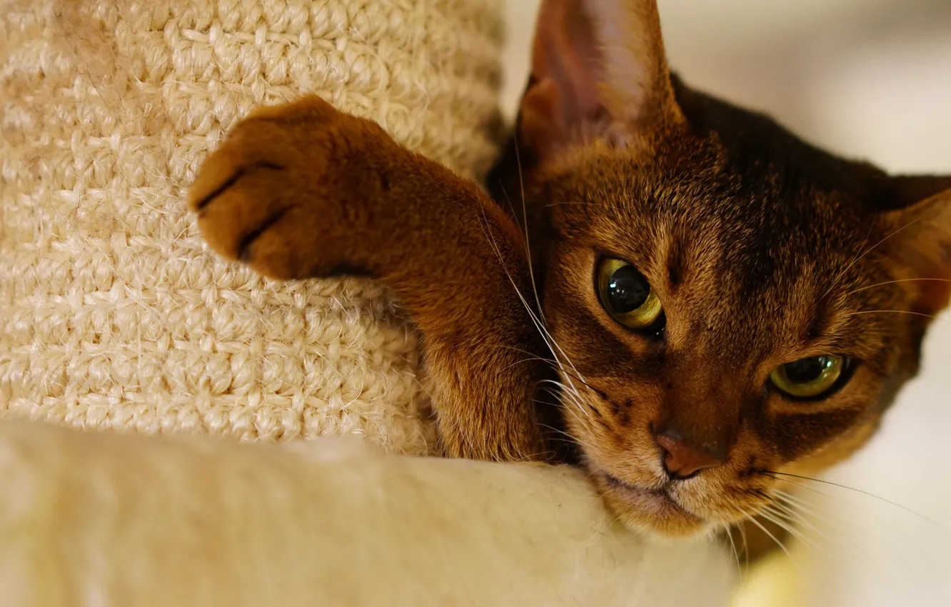 Photo wallpaper cat, cat, look, face, pose, portrait, paws, evil