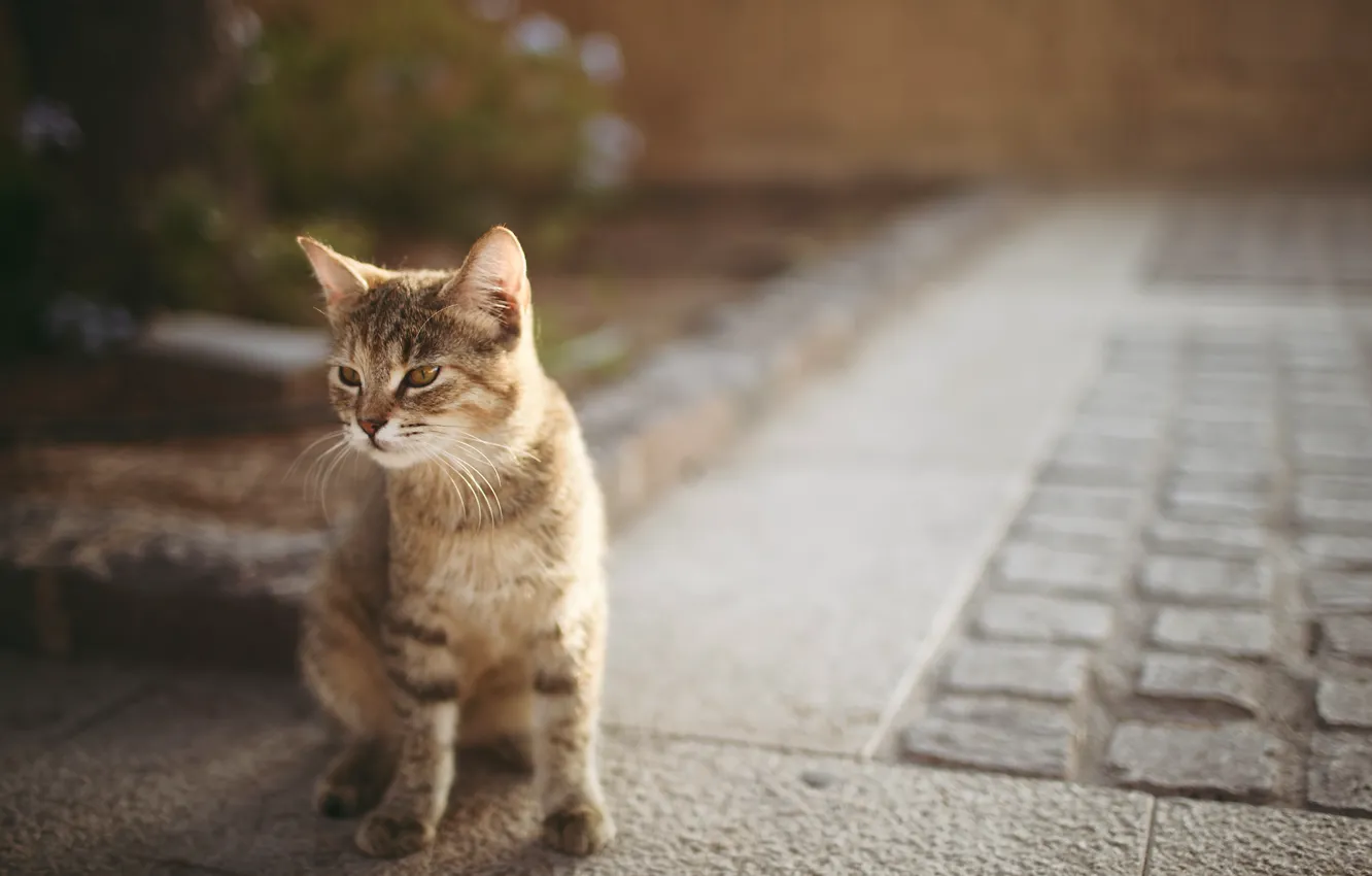 Photo wallpaper cat, asphalt, kitty, bokeh