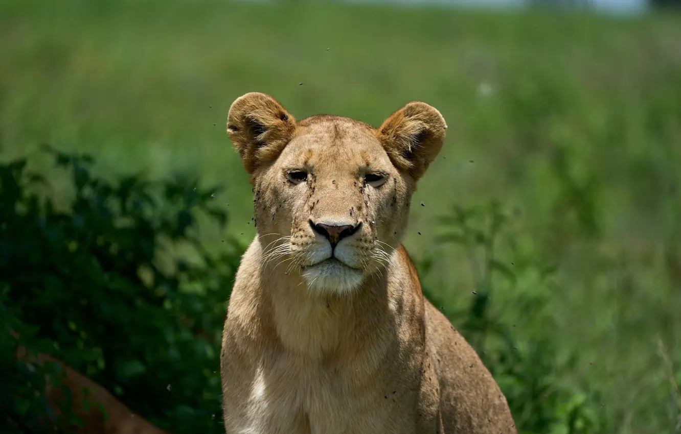 Photo wallpaper lion, big cat, animals wildlife, animl, lionesses