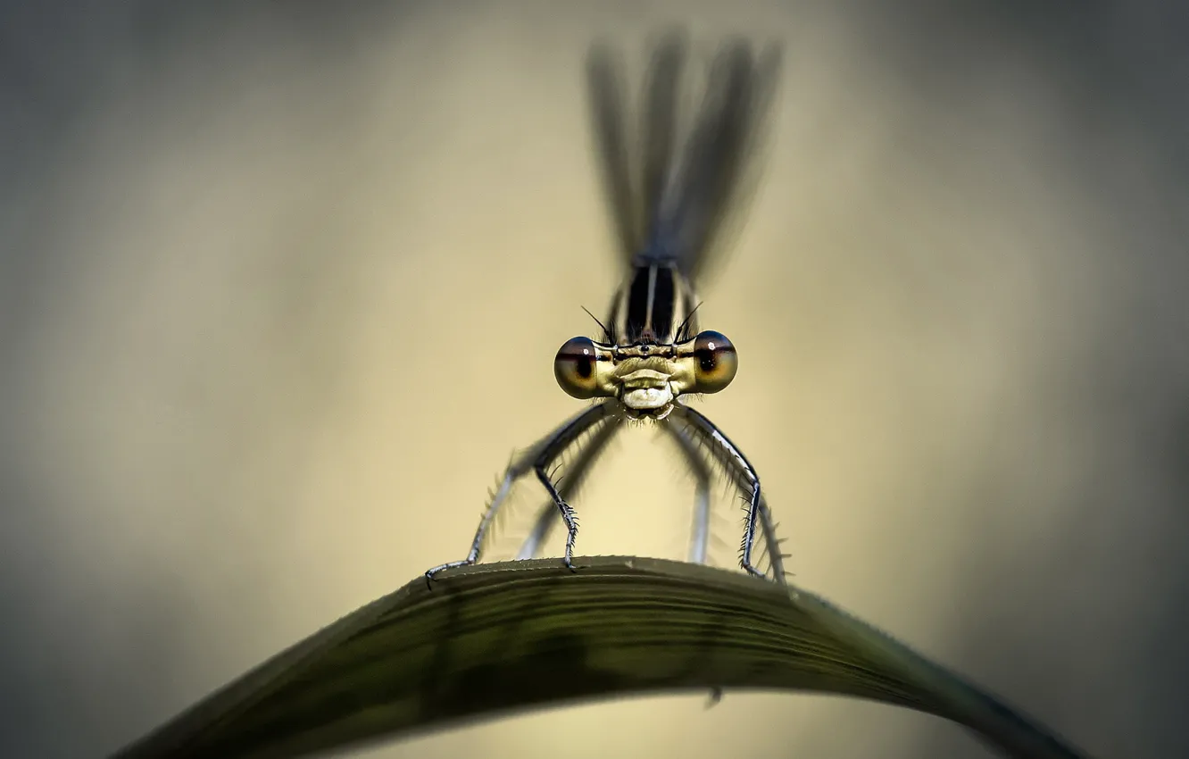 Photo wallpaper macro, sheet, dragonfly, insect