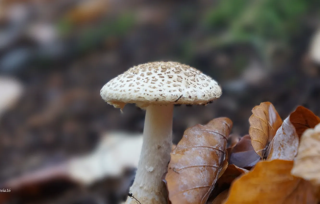 Photo wallpaper forest, plant, mashroom