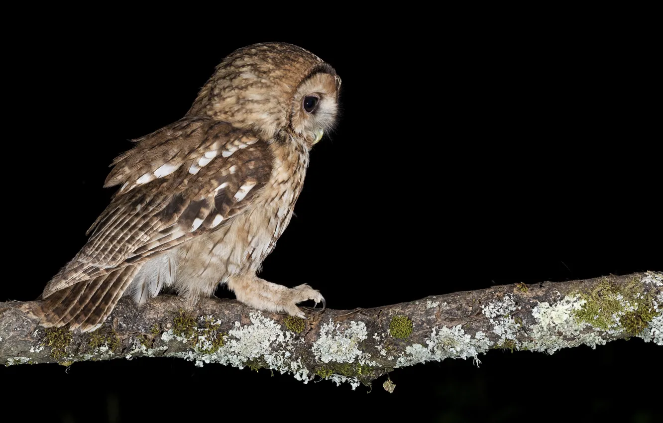 Photo wallpaper night, owl, branch