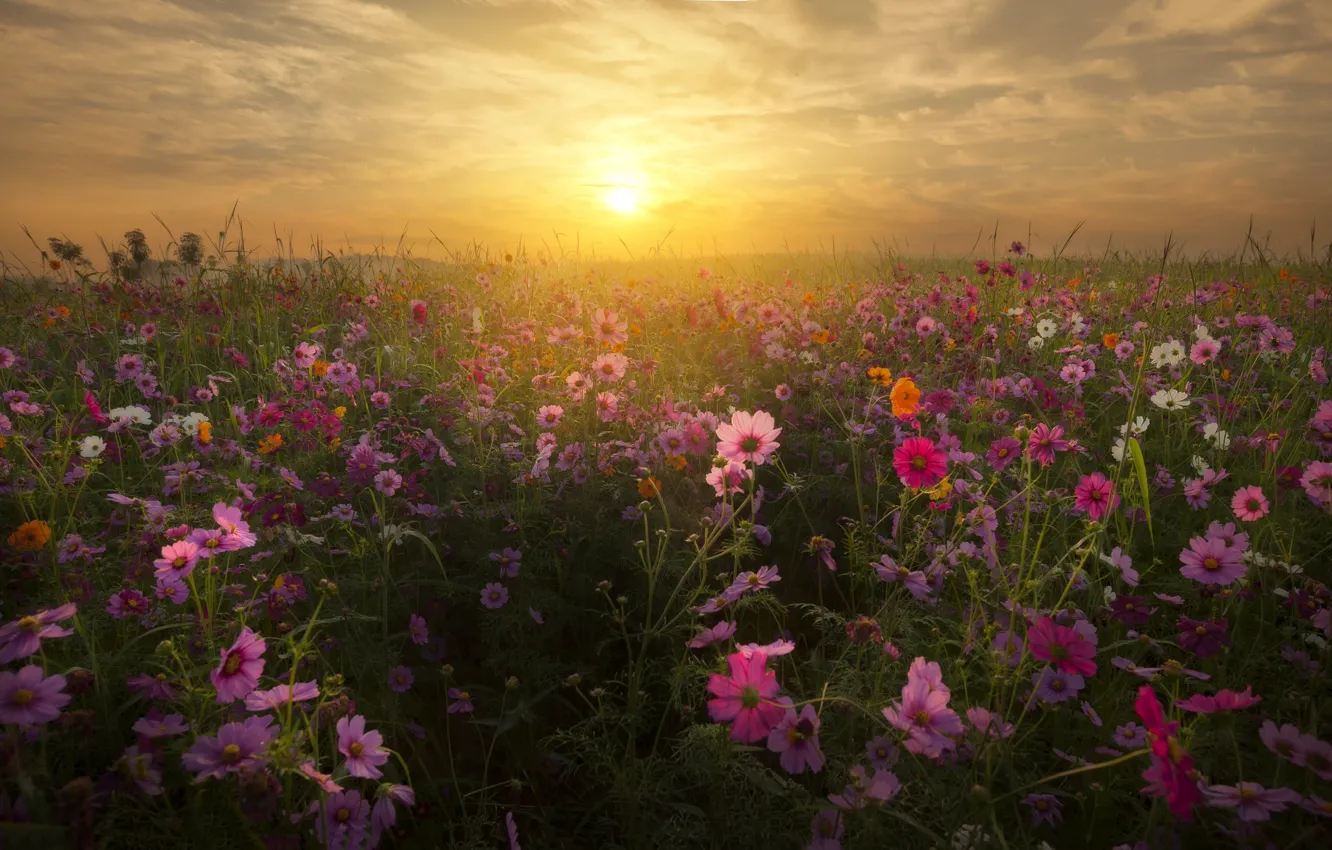 Photo wallpaper field, space, sunset, flowers, kosmeya
