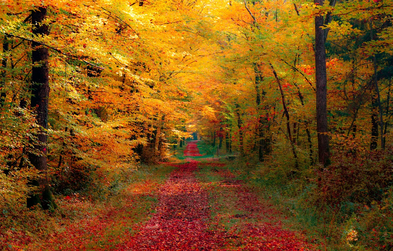 Photo wallpaper road, autumn, forest, nature