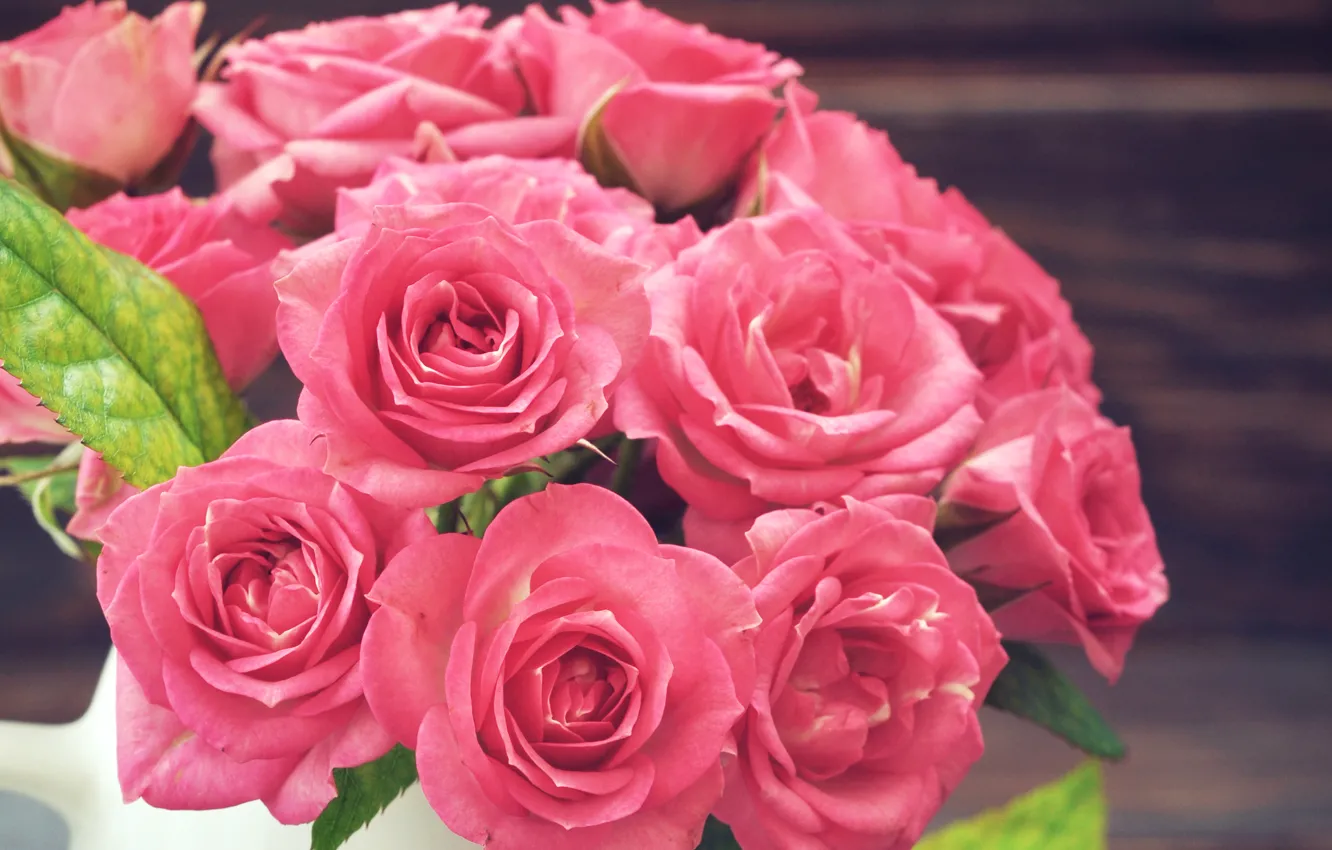 Photo wallpaper roses, pink, pink, color, roses, closeup