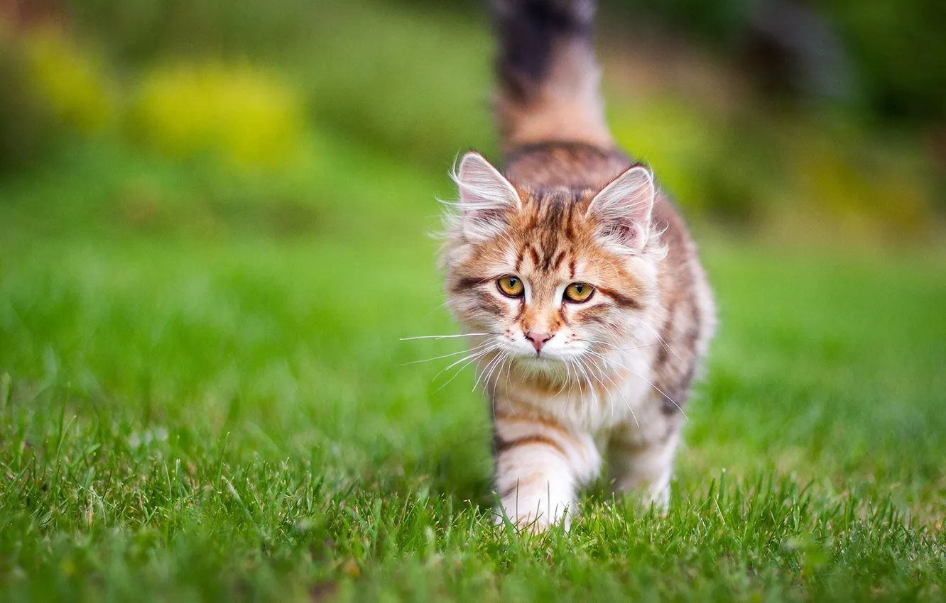 Photo wallpaper grass, kitty, Siberian cat