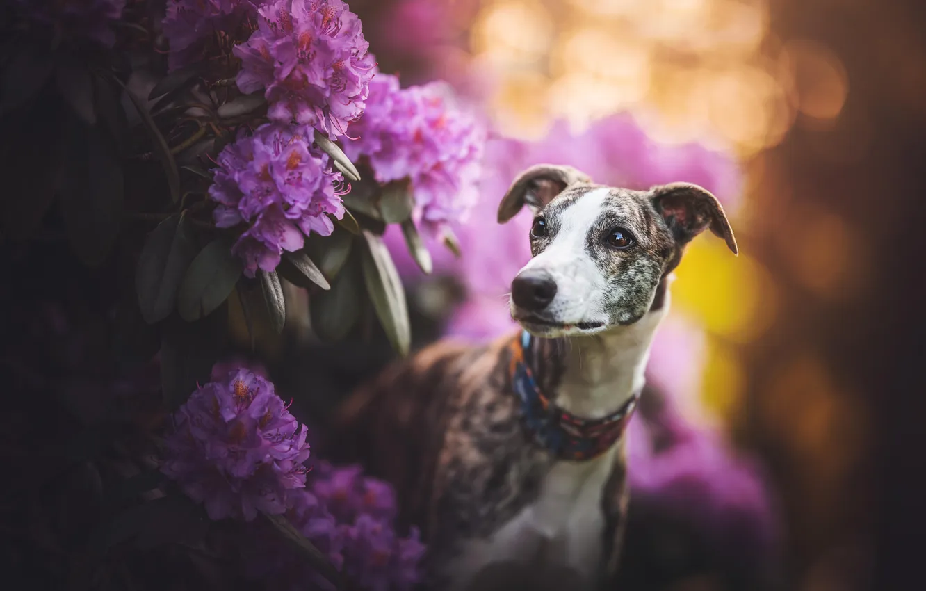Photo wallpaper Whippet, pose, look, dog, flowers, nature, rhododendrons, face