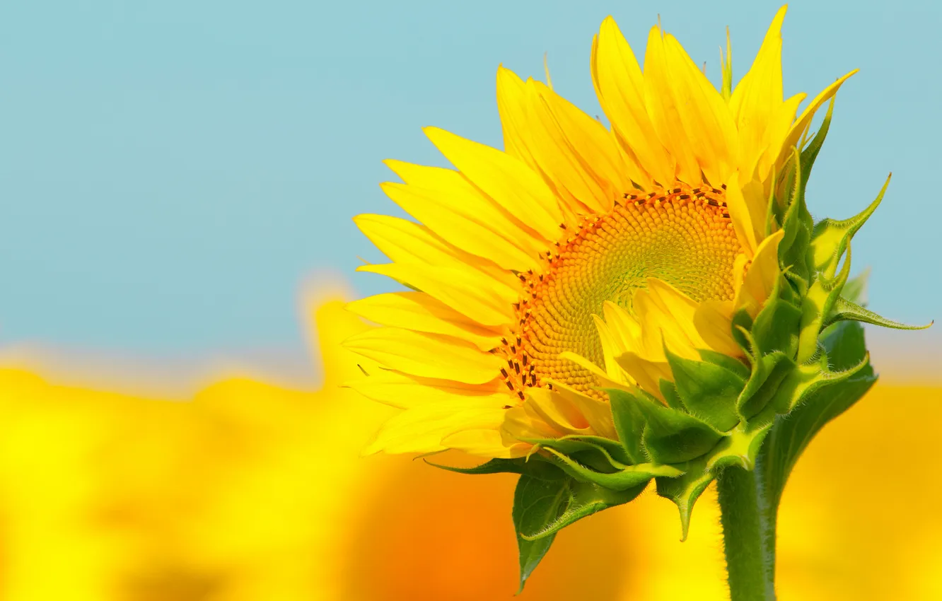 Photo wallpaper sky, field, sunflower