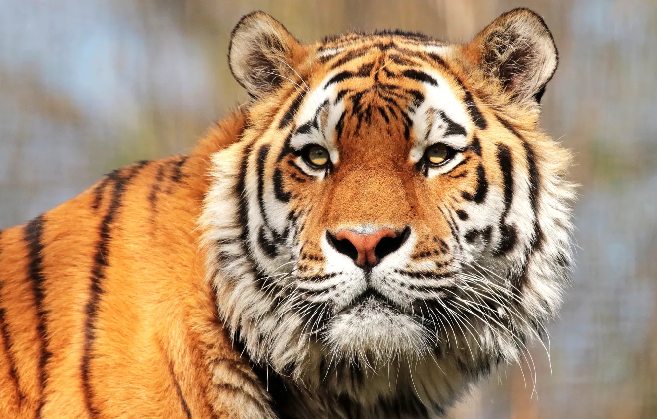 Photo wallpaper look, face, close-up, tiger, background, portrait, handsome