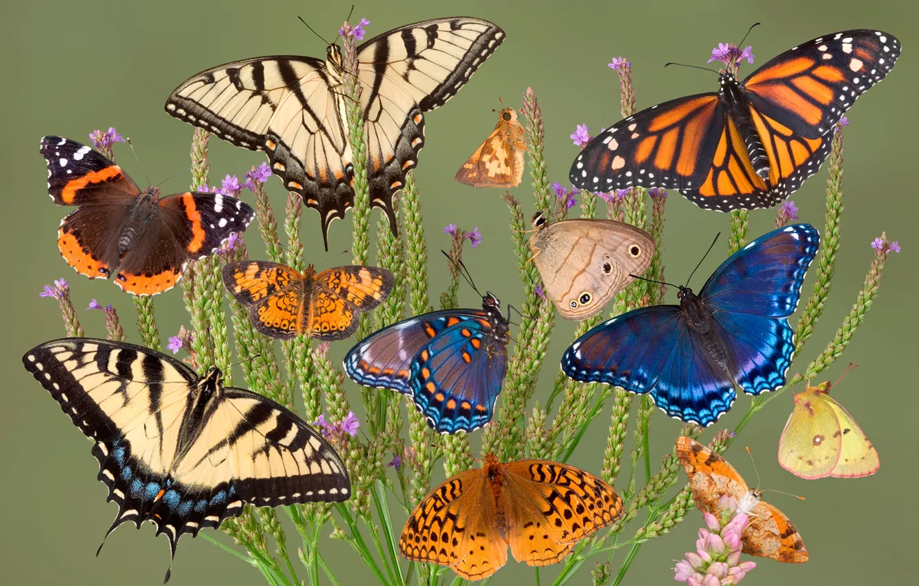 Photo wallpaper grass, macro, background, butterfly, colorful, a lot