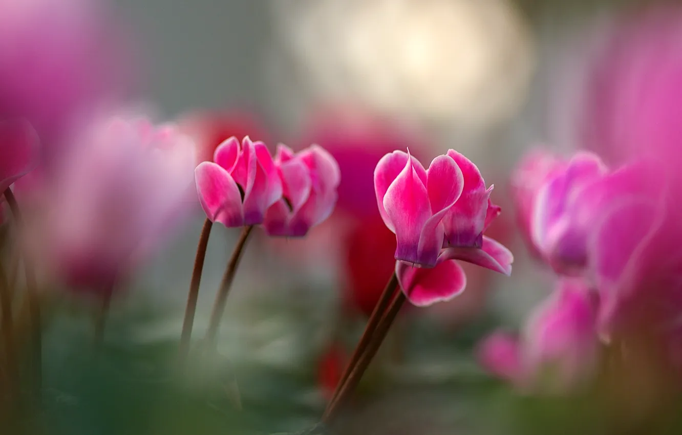 Photo wallpaper flowers, background, blur, spring, pink, bokeh, cyclamen