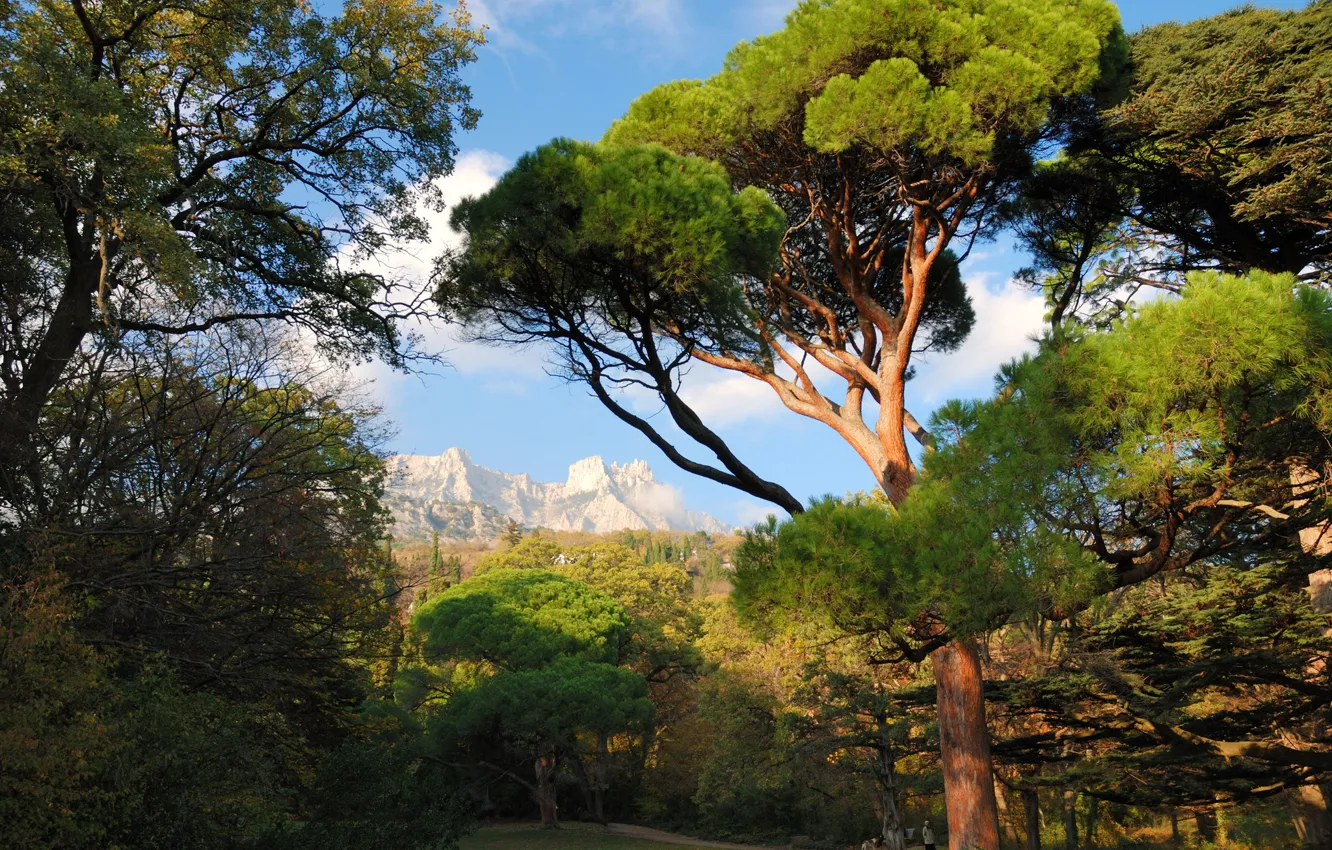 Photo wallpaper trees, mountains, Park, Ukraine, Crimea, nature., Mishor