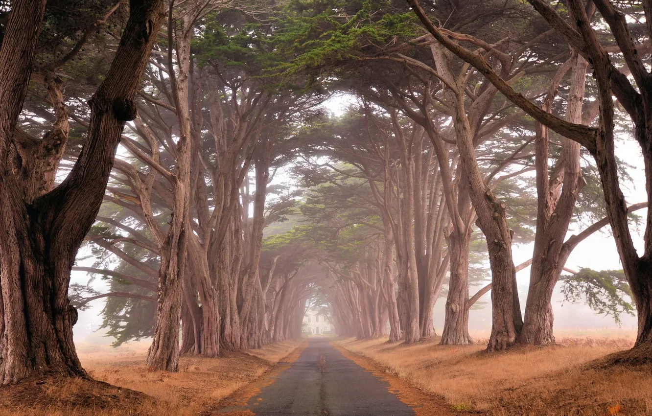 Photo wallpaper road, trees, landscape