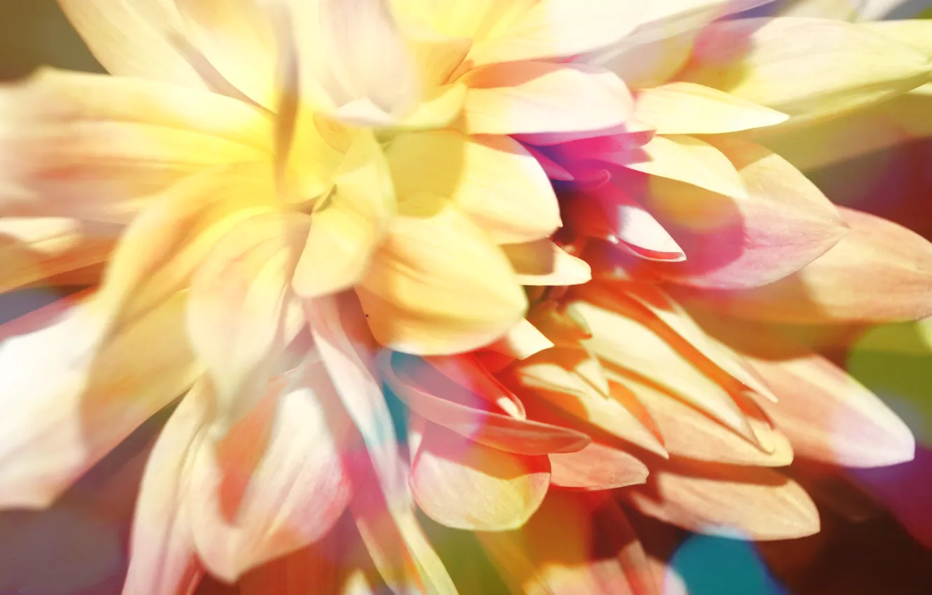 Photo wallpaper leaves, flowers, mood, petals, buds, geogrid