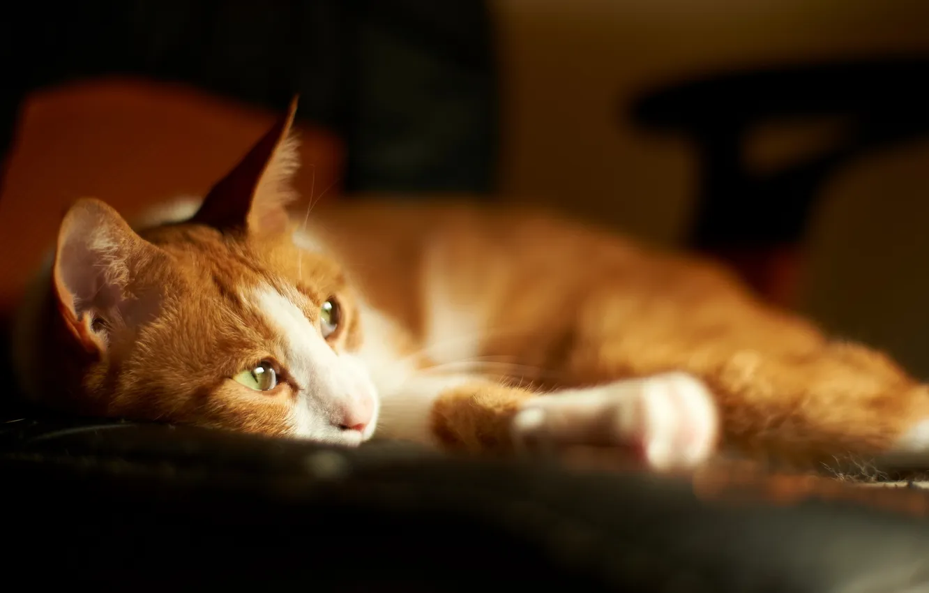 Photo wallpaper cat, comfort, home