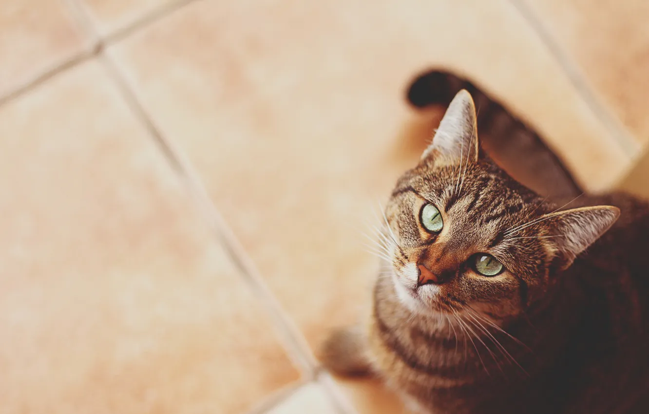 Photo wallpaper eyes, cat, mustache, green, looks