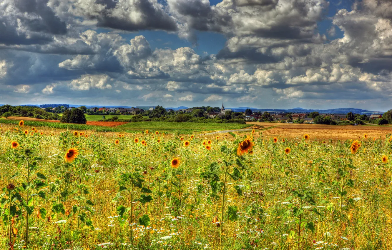 Photo wallpaper field, the sky, clouds, sunflowers, flowers, clouds
