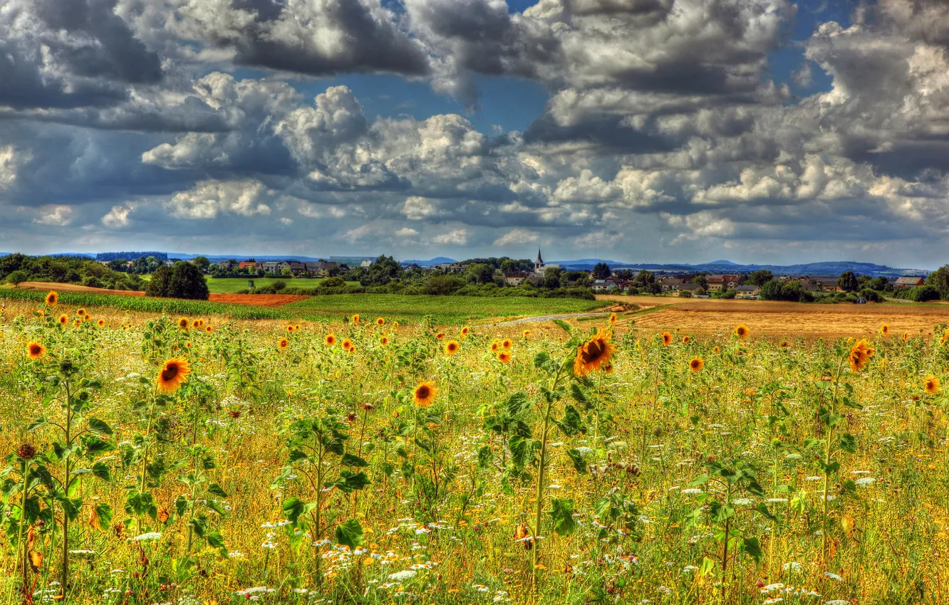 Photo wallpaper field, the sky, clouds, flowers, clouds, sunflower