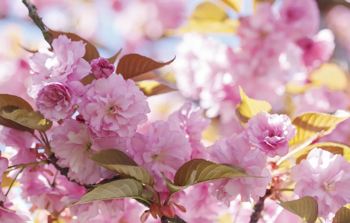 Photo wallpaper pink, beauty, spring, Sakura, flowering