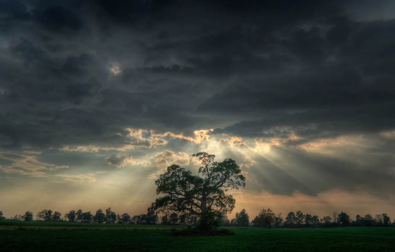 Photo wallpaper rays, trees, clouds