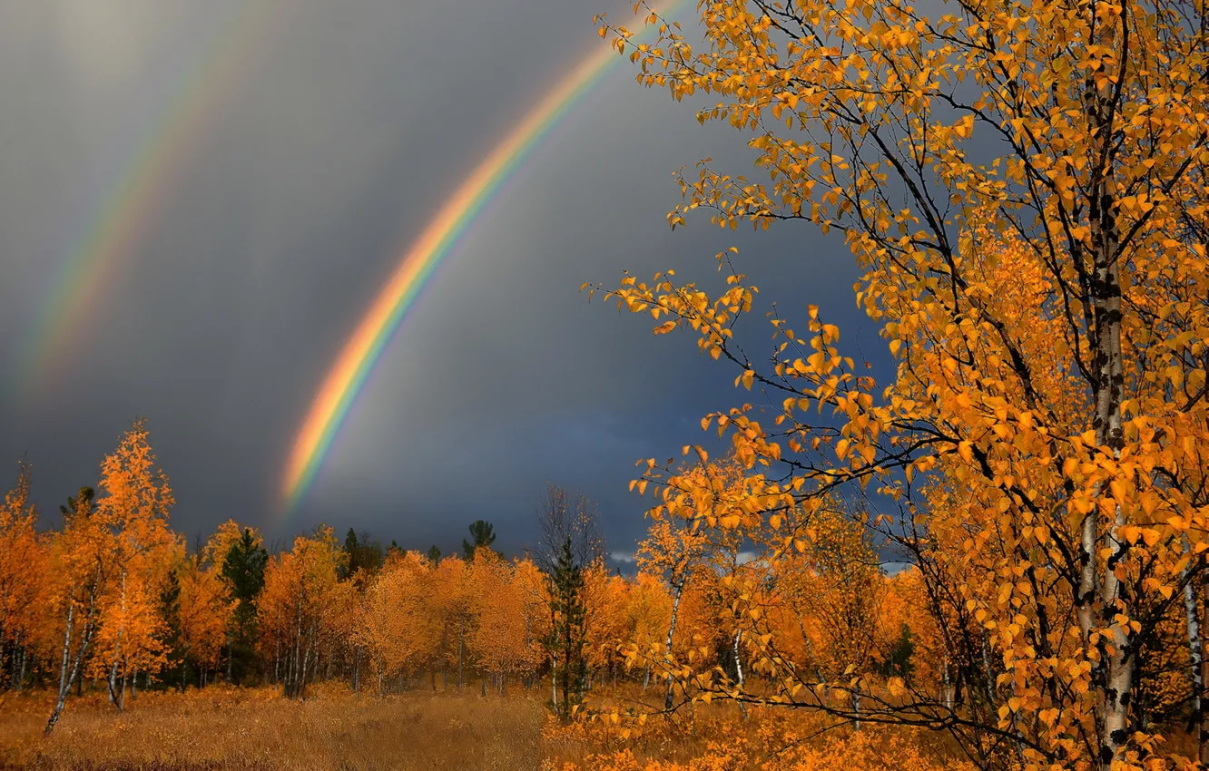 Photo wallpaper autumn, leaves, nature, rain