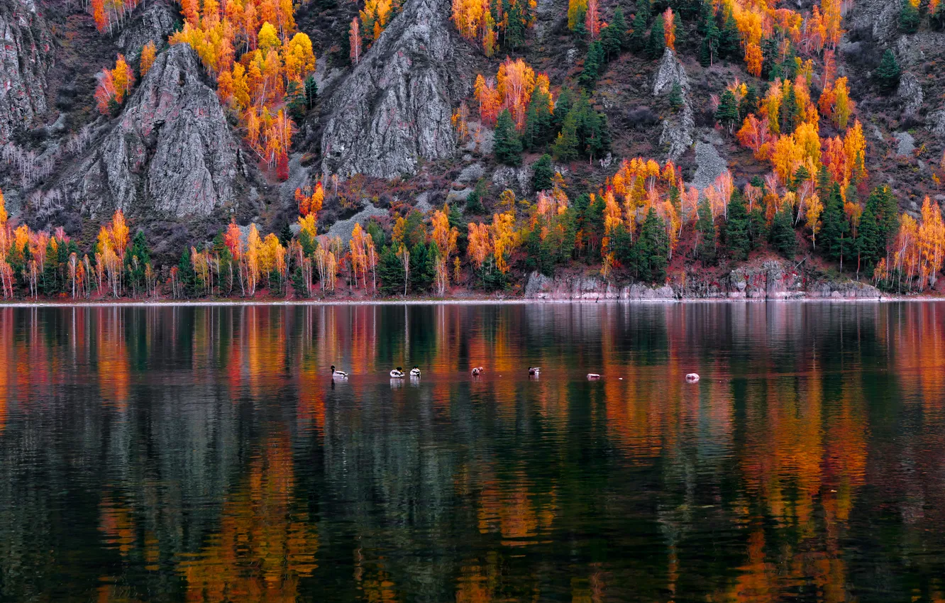 Photo wallpaper colors, trees, lake, ducks