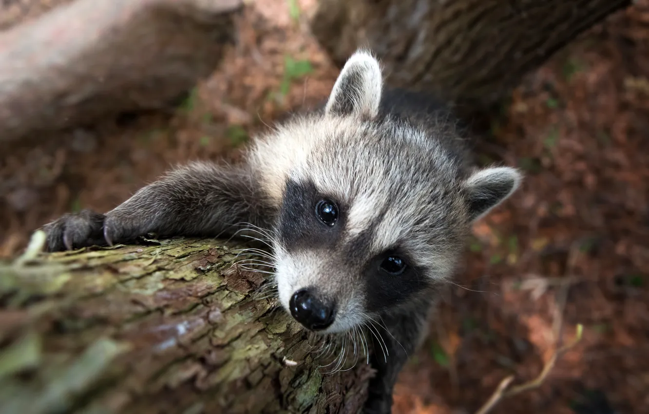 Photo wallpaper look, trees, raccoon, cub, face, on the tree