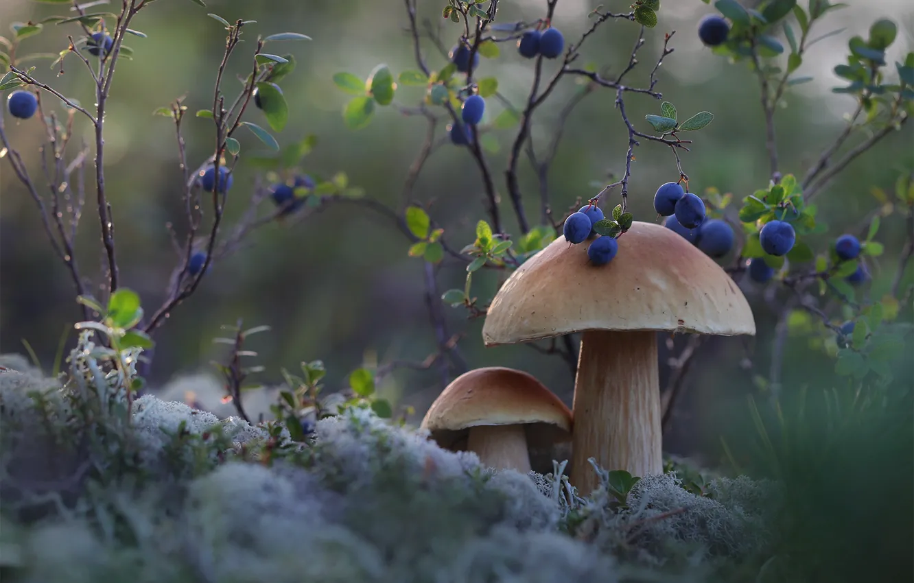 Photo wallpaper nature, berries, mushrooms, moss, white, blueberries, Yevgeny Levin