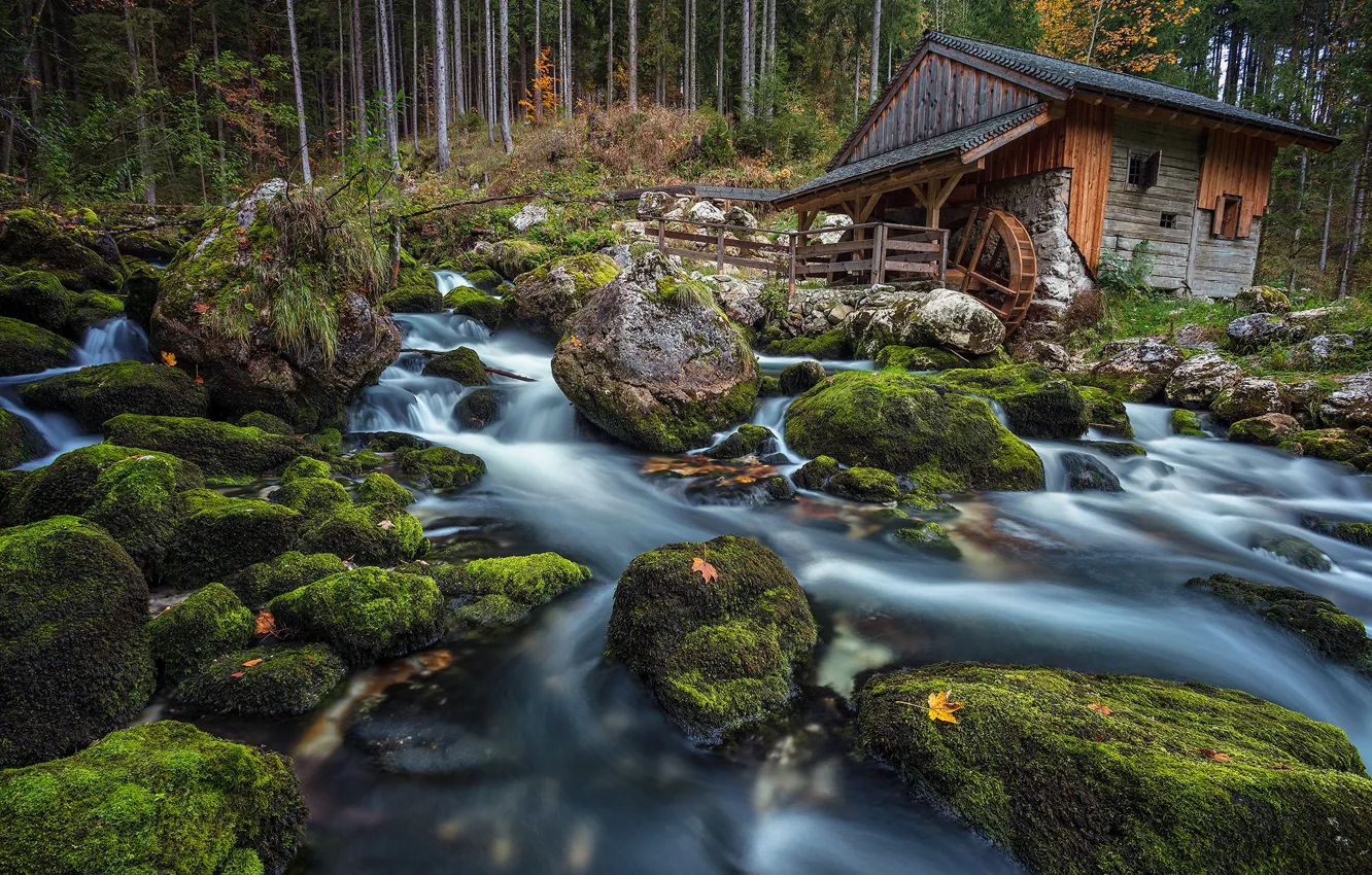 Photo wallpaper forest, stream, stones, moss, Austria, mill, water mill, Austria