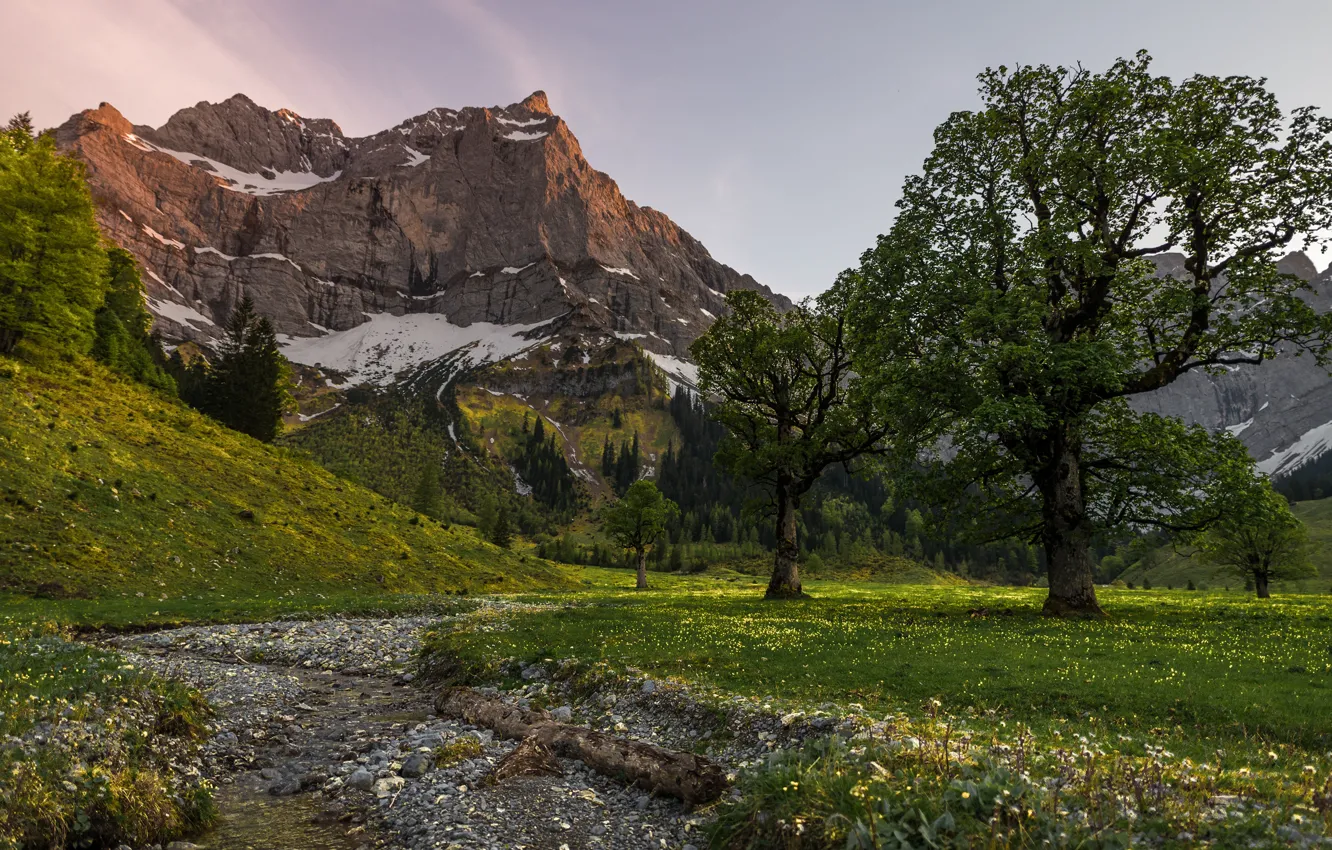 Photo wallpaper greens, field, forest, trees, mountains, nature, stones, dandelion
