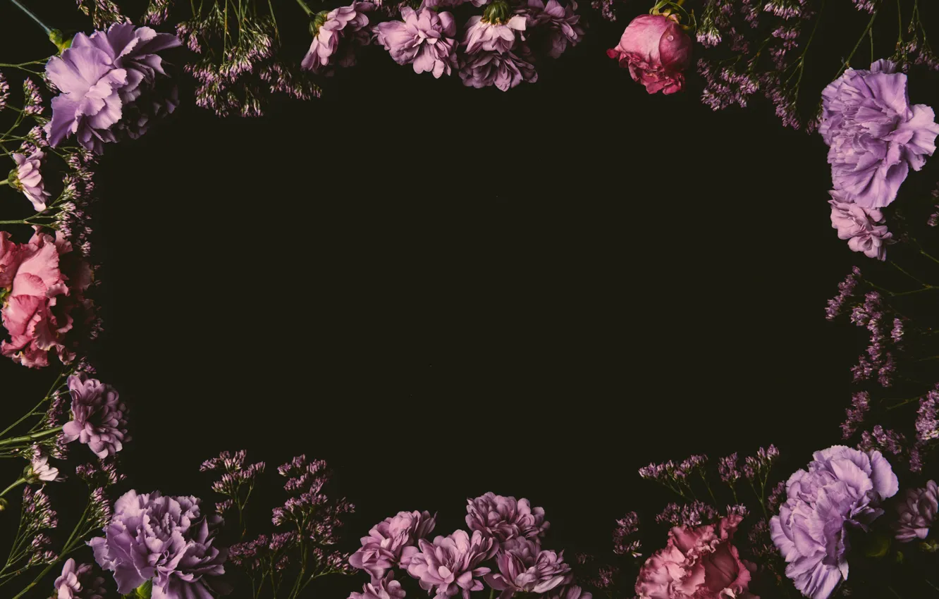 Photo wallpaper flowers, roses, colorful, pink, black background, black, pink, flowers