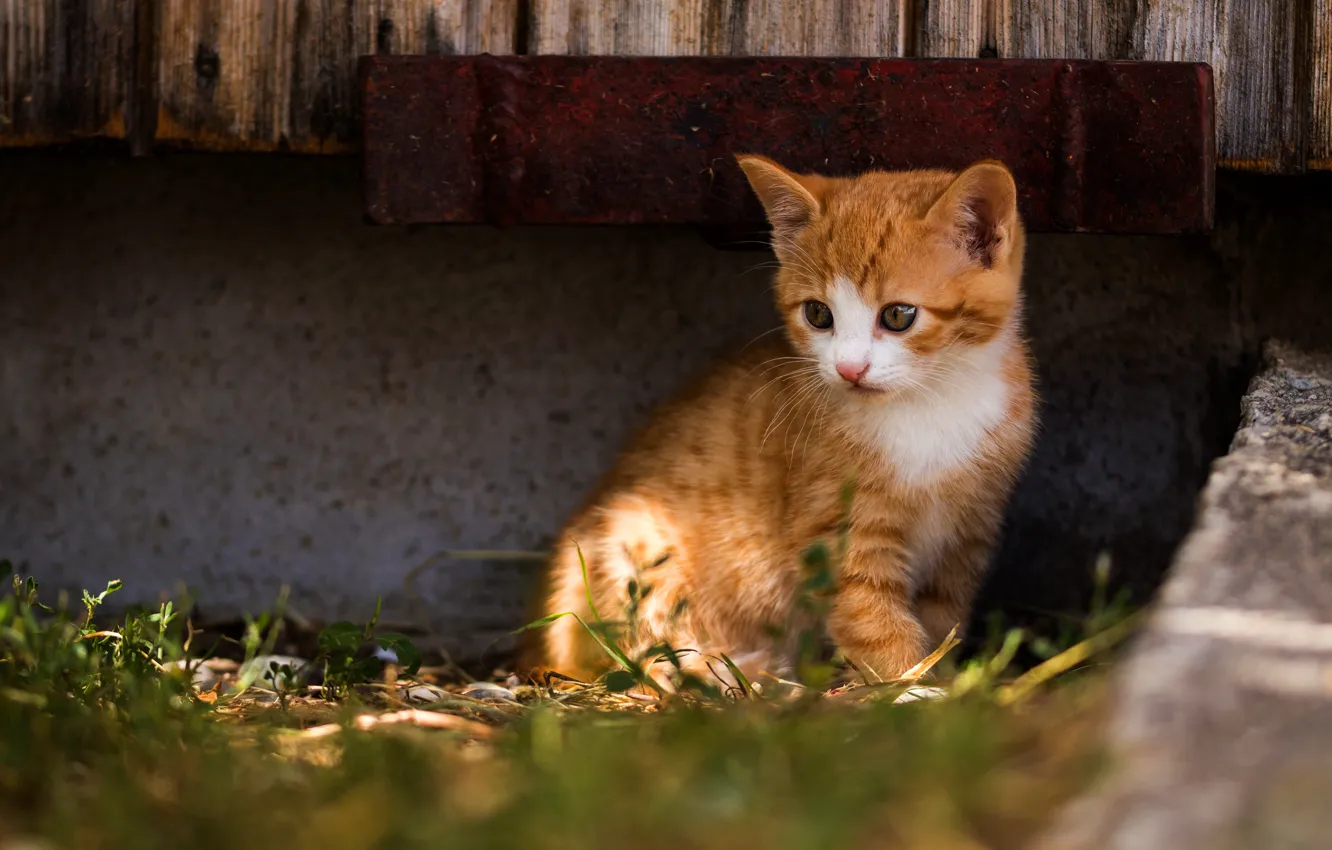 Photo wallpaper cat, look, light, kitty, red, kitty, concrete, sitting