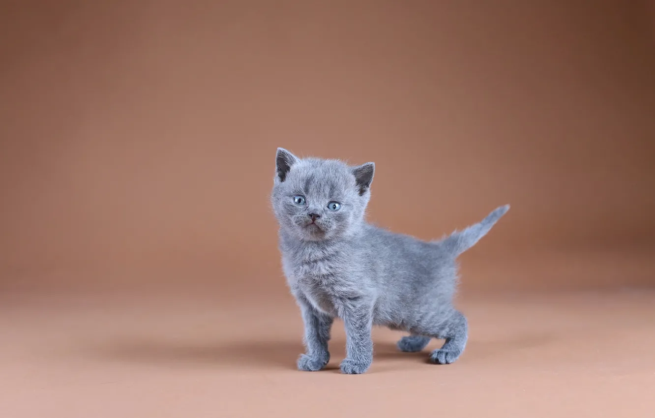 Photo wallpaper background, minimalism, baby, kitty, British